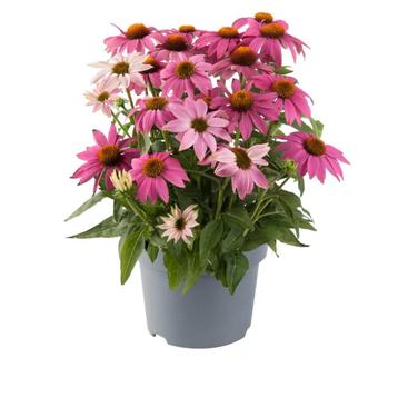 Echinacea Pow Wow Wild Berry (Roze, vaste planten) beschikbaar voor biedingen