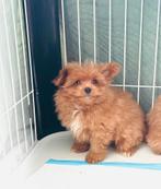 Pomapoo teefje , toy poedel x pomeranian, Dieren en Toebehoren, Honden | Chihuahua's en Gezelschapshonden, Parvo, Overige rassen