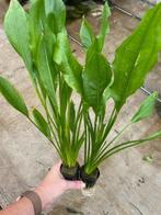 Echinodorus Bleheri (Aquariumplanten, Aquarium producten), Verzenden, Nieuw, Plant(en), Steen of Hout
