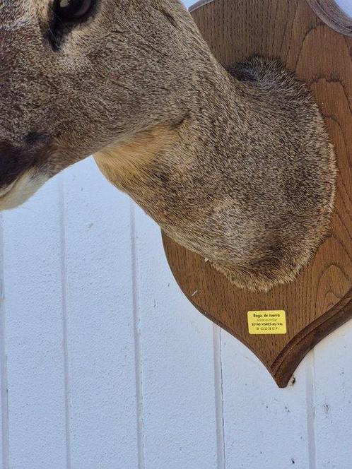 Ree Taxidermie volledige montage - Capreolus capreolus -, Verzamelen, Dierenverzamelingen