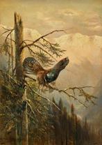 Moritz Mueller jun. (1869-1934) - Capercaillie sitting on a