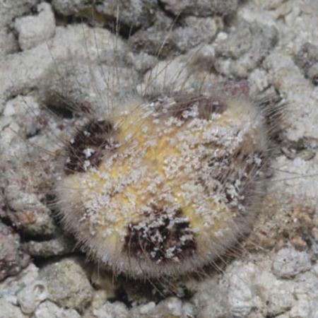 Maretia Planulata (Zeemuis), Dieren en Toebehoren, Vissen | Aquaria en Toebehoren, Ophalen of Verzenden