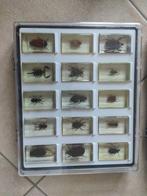 Themacollectie - Monster van insecten ingesloten in resine,