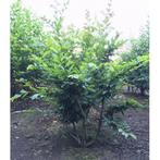Haagbeuk meerstammig Carpinus betulus h 162,5 cm - Warentuin, Tuin en Terras, Planten | Bomen, Verzenden