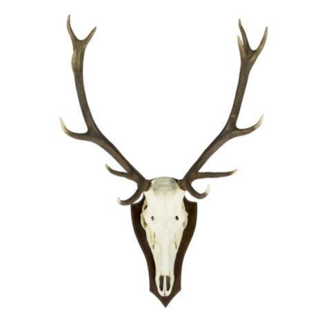 trofee schedel edelhert (pallet) (cervus elaphus linn*, Huis en Inrichting, Woonaccessoires | Overige, Verzenden