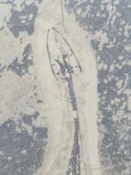 Vis - Gefossiliseerd dier - Keichousaurus - 10.6 cm, Verzamelen