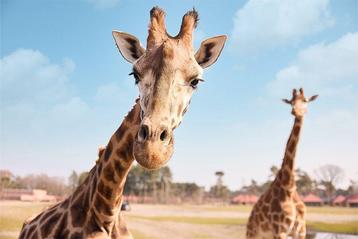 Safaripark Beekse Bergen tickets (2 p.) beschikbaar voor biedingen