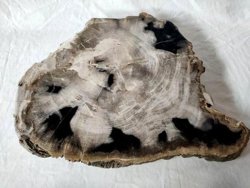 Salontafel - Fossiel Hout. - bijzettafel, Verzamelen, Mineralen en Fossielen
