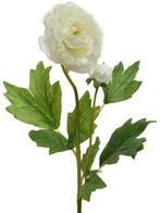 Ranonkel Camelia Wit 8x10x57 cm per stuk, Huis en Inrichting, Ophalen of Verzenden, Nieuw