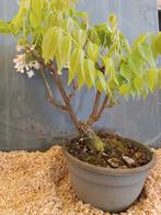 Wisteria bonsai - Hoogte (boom): 35 cm - Diepte (boom): 30, Antiek en Kunst