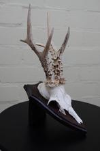jachttroffee reebok Schedel - capreolus capreolus - 0 cm - 0, Verzamelen, Nieuw