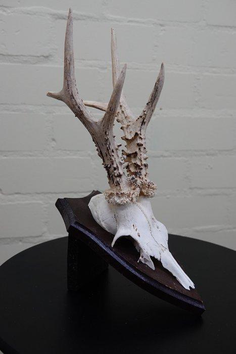 jachttroffee reebok Schedel - capreolus capreolus - 0 cm - 0, Verzamelen, Dierenverzamelingen