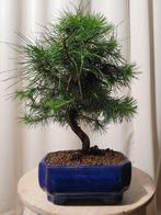 Den bonsai (Pinus) - Hoogte (boom): 24 cm - Diepte (boom):, Antiek en Kunst