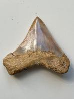 Megalodon tand 6,4 cm - Fossiele tand - Carcharocles, Nieuw