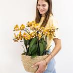 Kolibri Orchids | oranje orchideeënset in Cotton Basket incl, Verzenden, Nieuw