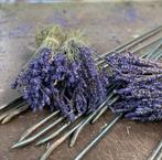 Droogbloem | Lavendel | 35 cm