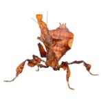 Ghost Bidsprinkhaan - Phyllocrania paradoxa