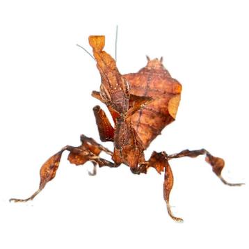 Ghost Bidsprinkhaan - Phyllocrania paradoxa beschikbaar voor biedingen