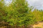 Carpinus betulus meerstammig, Tuin en Terras