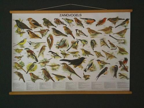 Mooie schoolplaat posters Zangvogels en Roofvogels en Uilen, Antiek en Kunst, Antiek | Schoolplaten, Natuur en Biologie, Ophalen of Verzenden