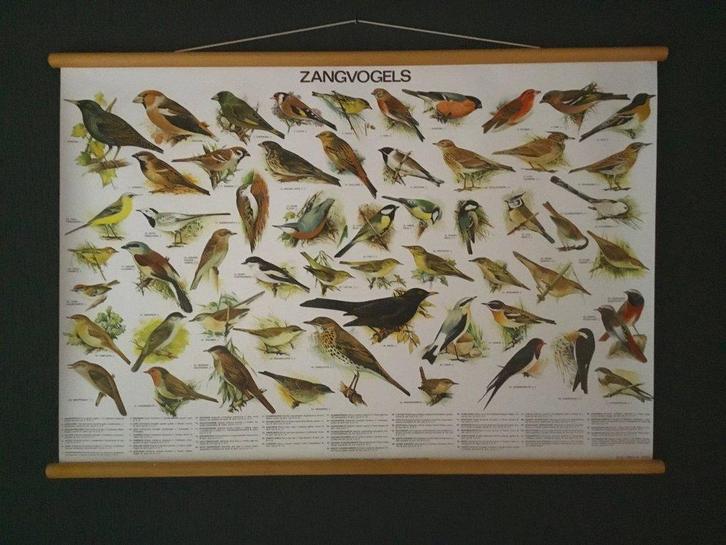 Schoolplaat posters Zangvogels ,Roofvogel Uilen ,Zoogdieren, Antiek en Kunst, Antiek | Schoolplaten, Natuur en Biologie, Ophalen of Verzenden