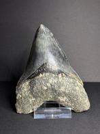 Beautiful colored Megalodon tooth - Fossiele tand - 11 cm