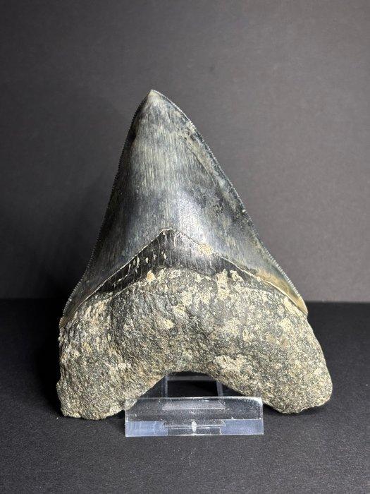 Beautiful colored Megalodon tooth - Fossiele tand - 11 cm, Verzamelen, Mineralen en Fossielen