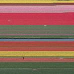 Bernhard Lang - AV_Tulip_Fields_036