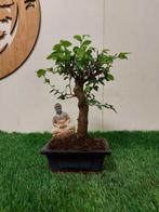Japanese iep bonsai (Zelkova) - Hoogte (boom): 22 cm -, Antiek en Kunst