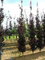 Rode zuilbeuk, Fagus sylvatica Dawijck purple, zuilboom, Tuin en Terras, Planten | Bomen