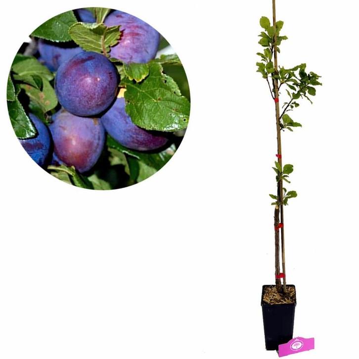 Prunus Domestica President + pot 11cm, Tuin en Terras, Planten | Fruitbomen, Volle zon, Verzenden