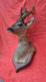 Reebok Taxidermie wandmontage - Capreolus capreolus - très, Nieuw