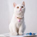 Kattenhalsband met bel - Japans - verstelbaar in lengte -..., Ophalen of Verzenden, Nieuw
