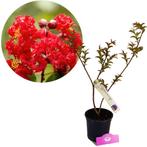 Lagerstroemia Arapaho + pot 17cm, Tuin en Terras, Verzenden