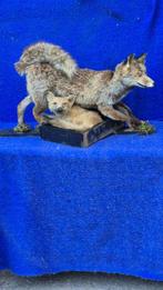 Rode vos Taxidermie wandmontage - Vulpes vulpes - Grande, Nieuw