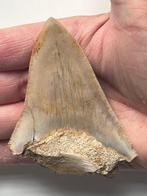 Megalodonten tand 8,7 cm - Fossiele tand - Carcharocles