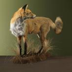 Rode vos Taxidermie volledige montage - Vulpes vulpes - 60, Verzamelen, Nieuw