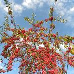 Lei-sierappel - Malus evereste - Omtrek: 10-14 cm | Hoogte:, Tuin en Terras, Planten | Bomen, Ophalen of Verzenden