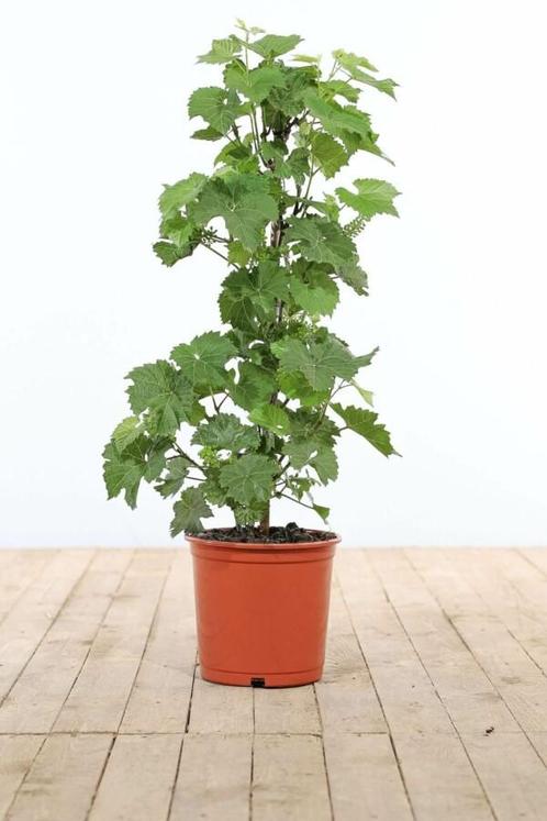 Wijnstok / Vitis Vinifera stok 80-100 cm, Tuin en Terras, Planten | Tuinplanten