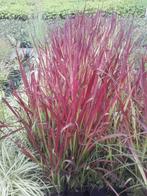 Japans bloedgras Imperata cylindrica Red Baron P9, Tuin en Terras, Planten | Tuinplanten, Vaste plant, Ophalen of Verzenden, Bloeit niet