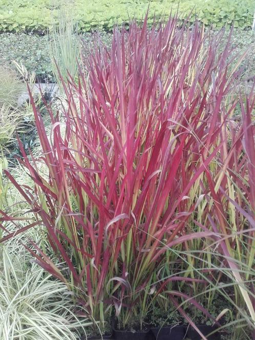 Japans bloedgras Imperata cylindrica Red Baron P9, Tuin en Terras, Planten | Tuinplanten, Vaste plant, Volle zon, Bloeit niet