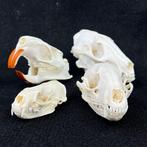 Wasbeer, Nerts, Amerikaanse nutria, Amerikaanse nerts, Verzamelen, Dierenverzamelingen, Nieuw