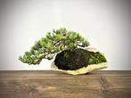 Den bonsai (Pinus) - Hoogte (boom): 25 cm - Diepte (boom):