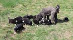 Bijzonder mooie en lieve puppys, Overige rassen, 8 tot 15 weken, Parvo, Meerdere