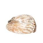 Zuid-Afrikaanse abalones / Perlemoen Skelet - Haliotis midae, Nieuw