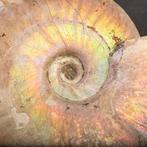Uitgestorven schelp - Regenboog ammoniet - Fossiel skelet -, Verzamelen, Nieuw