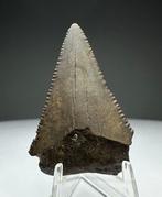 Witte haai - Fossiele tand - 4 cm - 2.7 cm (Zonder, Verzamelen, Mineralen en Fossielen