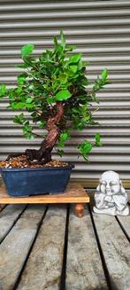 Bonsai Quercus Suber - Hoogte (boom): 32 cm - Diepte (boom):