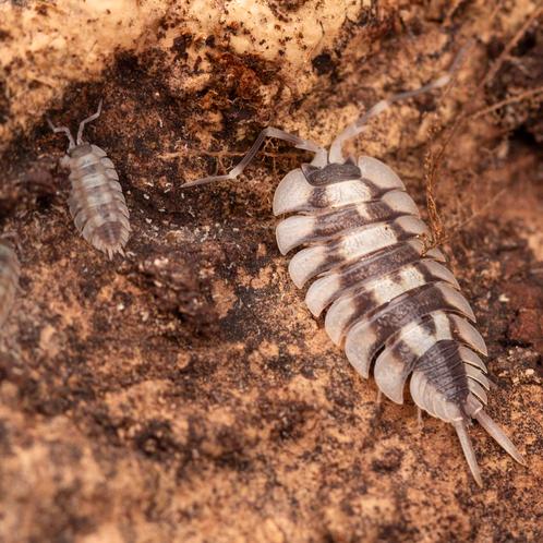 Diverse soorten pissebedden, opruimdiertjes en toebehoren!, Dieren en Toebehoren, Insecten en Spinnen, Overige soorten