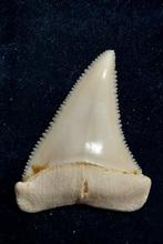 Witte haai Taxidermie volledige montage - Carcharodon, Antiek en Kunst